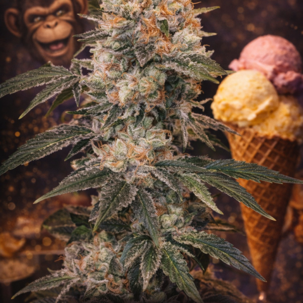 Monkey gelato autoflower