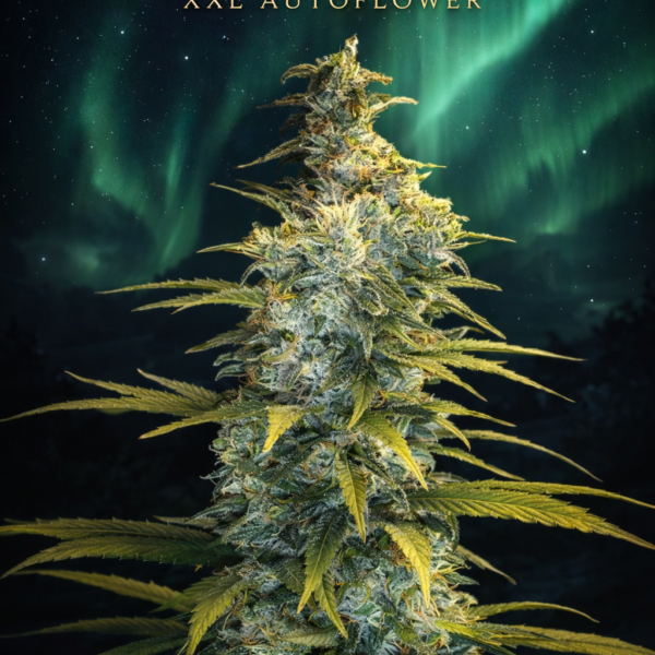 Northernlight  xxl Autoflower