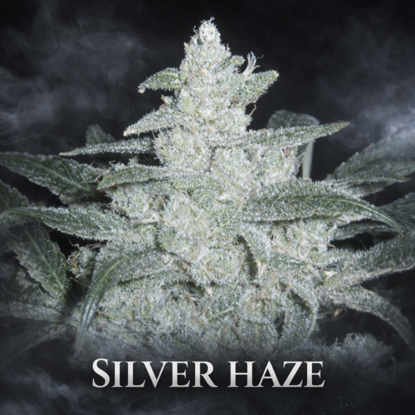 silver haze wietzaden