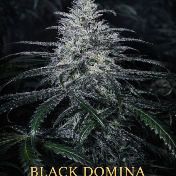 Black domina  fast version wietzaden
