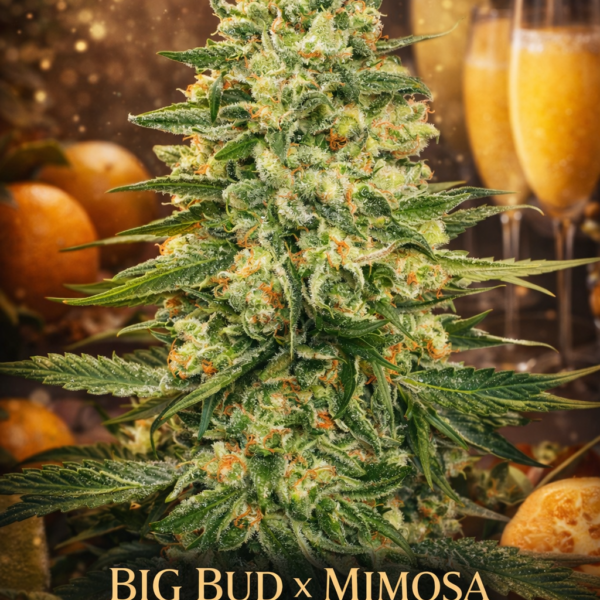 Big bud x mimosa   autoflower