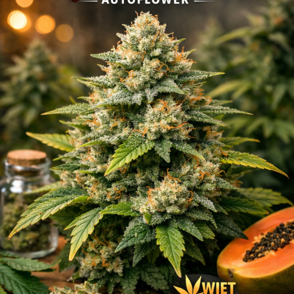 Papaya cream autoflower
