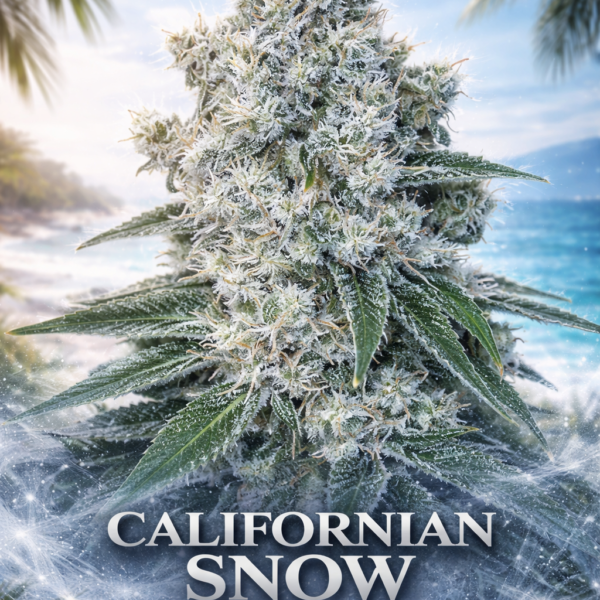 californian snow autoflower wietzaden