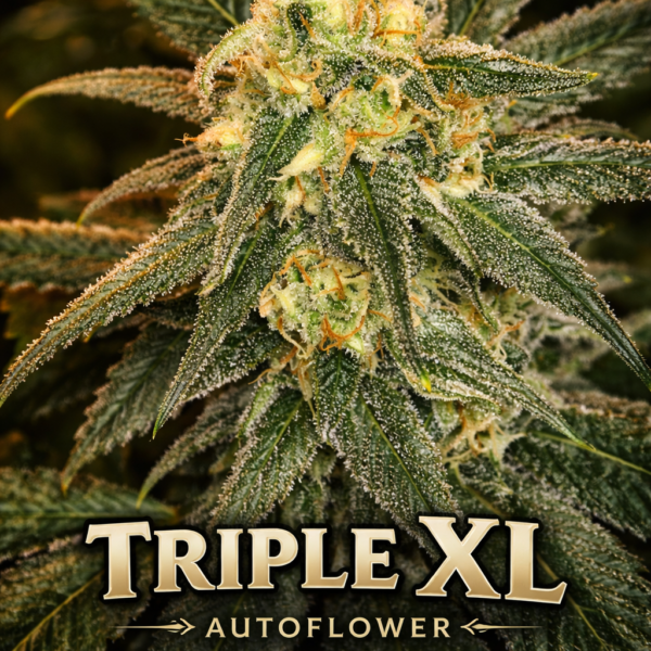 Triple xl  autoflower