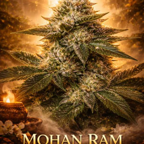 mohan ram wietzaden