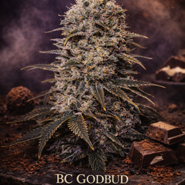 BC Godbud x chocolate sherbet wietzaden