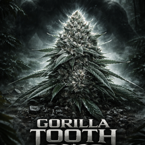 Gorilla Tooth wietzaden