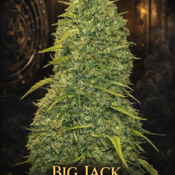 Big Jack   autoflower