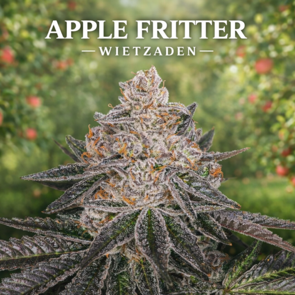 Apple fritter  wietzaden