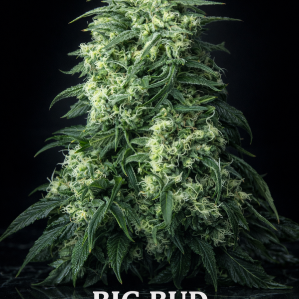 Big Bud Wietzaden