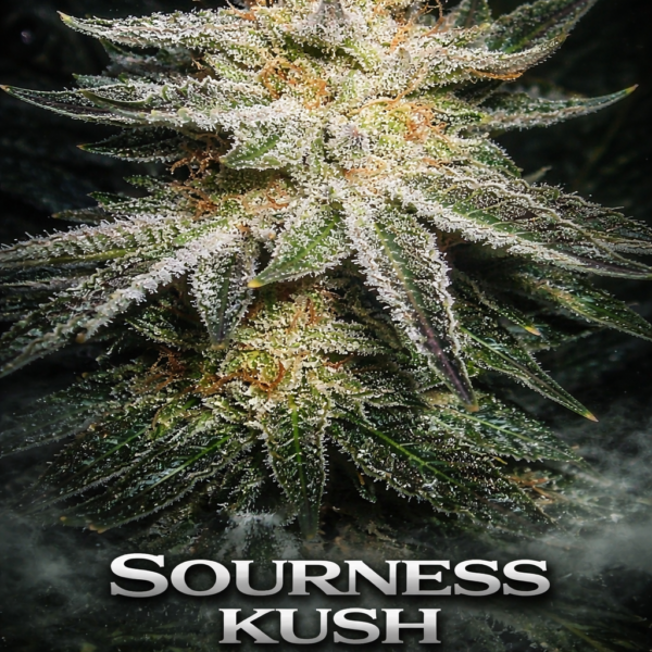 sourness kush wietzaden