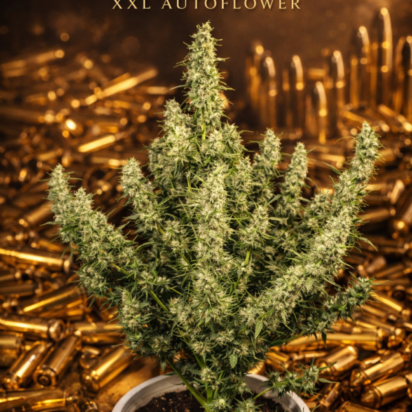 Magnum xxl autoflower