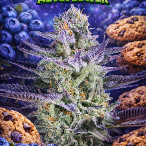 Blueberry cookies autoflower