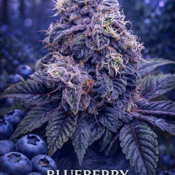 BlueBerry  Wietzaden