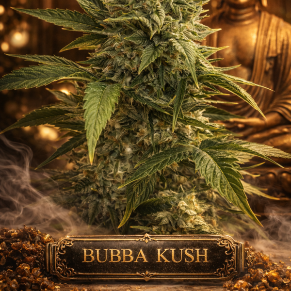 bubba kush autoflower