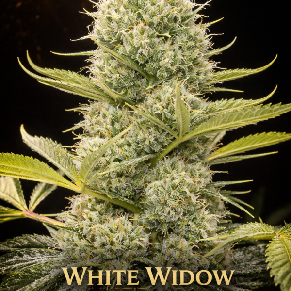 White Widow Wietzaden
