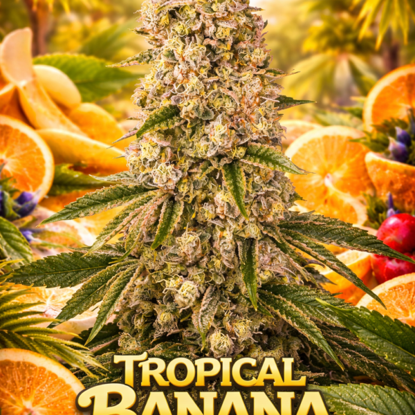 Tropical Banana wietzaden