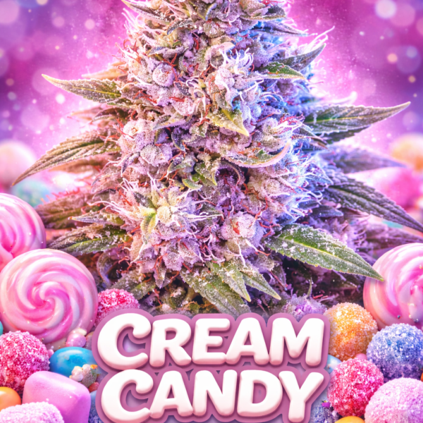Cream candy autoflower