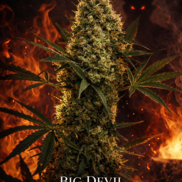 Big devil autoflower