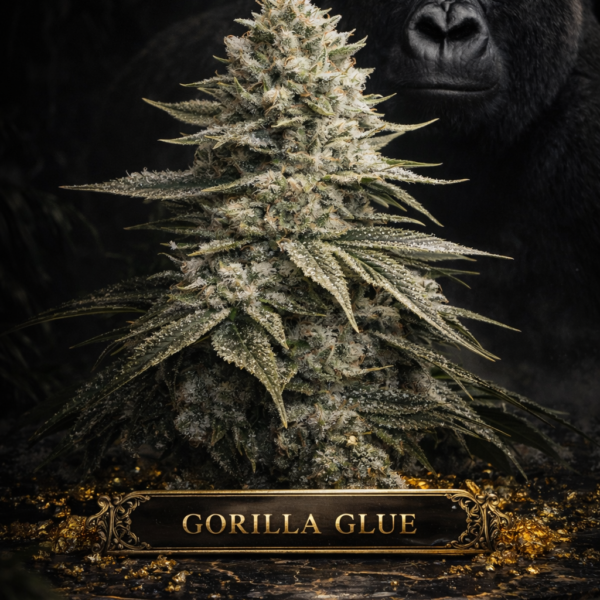 gorilla glue wietzaden