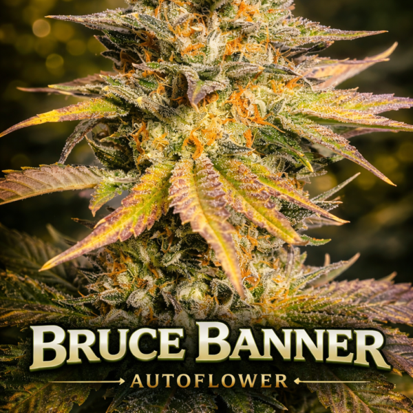 Bruce Banner autoflower