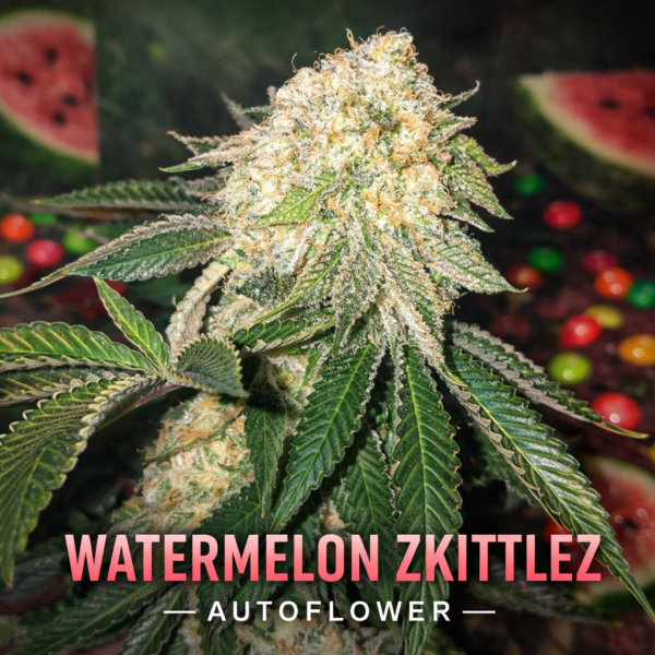 watermelon zkittlez  autoflower
