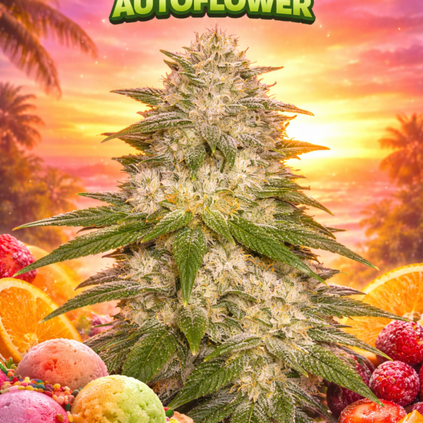 Sunset sherbet autoflower