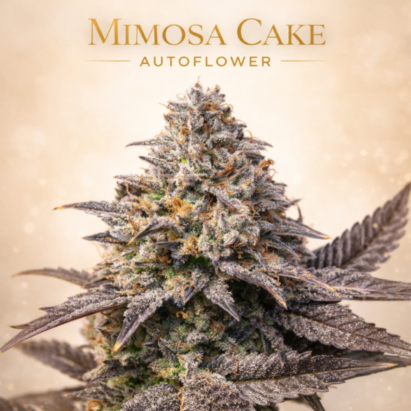Mimosa cake Autoflower