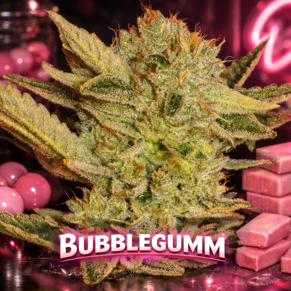 Bubblegumm wietzaden