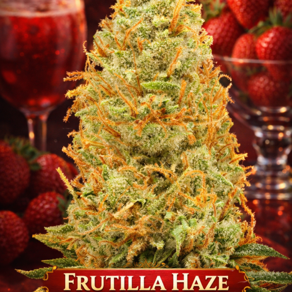Frutilla haze wietzaden
