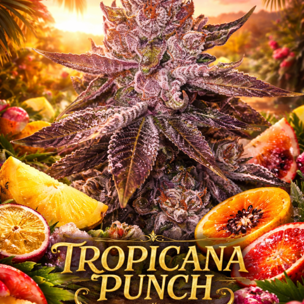 tropicana punch wietzaden