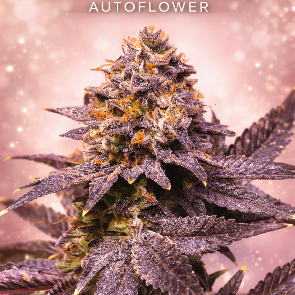 Pink Rozay Autoflower