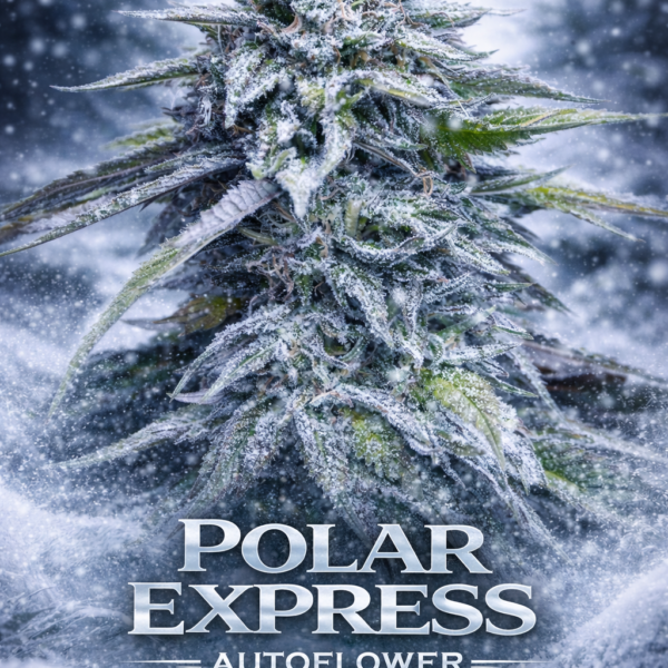 polar express autoflower
