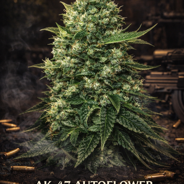 AKa 47 autoflower