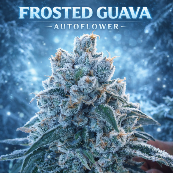 Frosted Guava  Autoflower