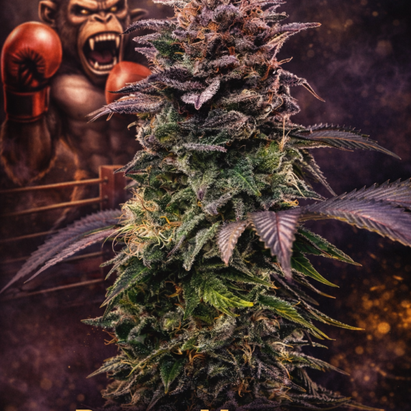 Punch monkey autoflower