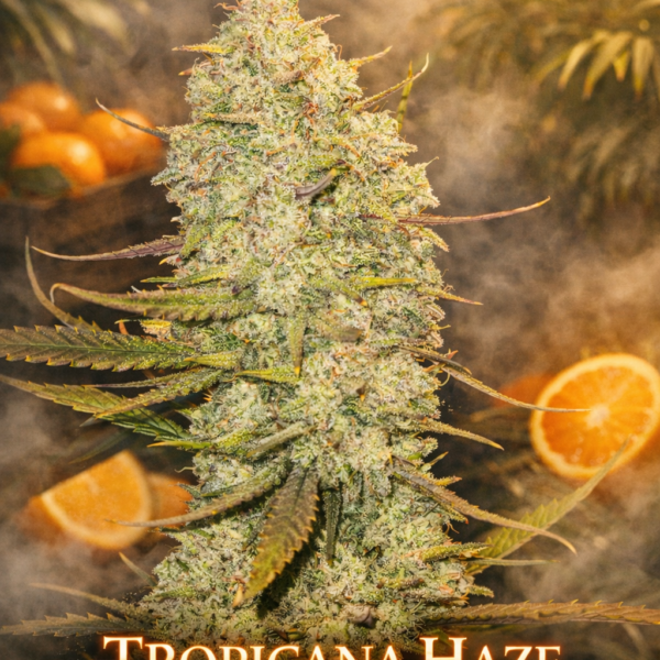 Tropicana haze  autoflower