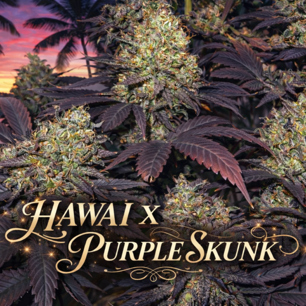 Hawai X Purple skunk wietzaden
