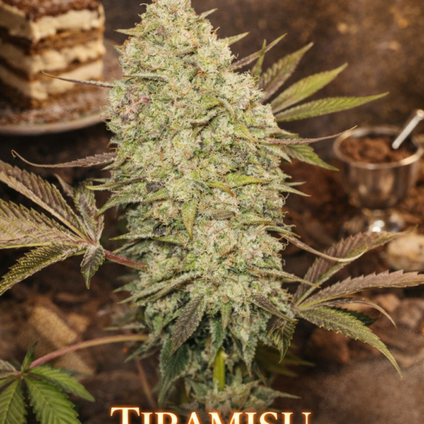 Tiramisu autoflower