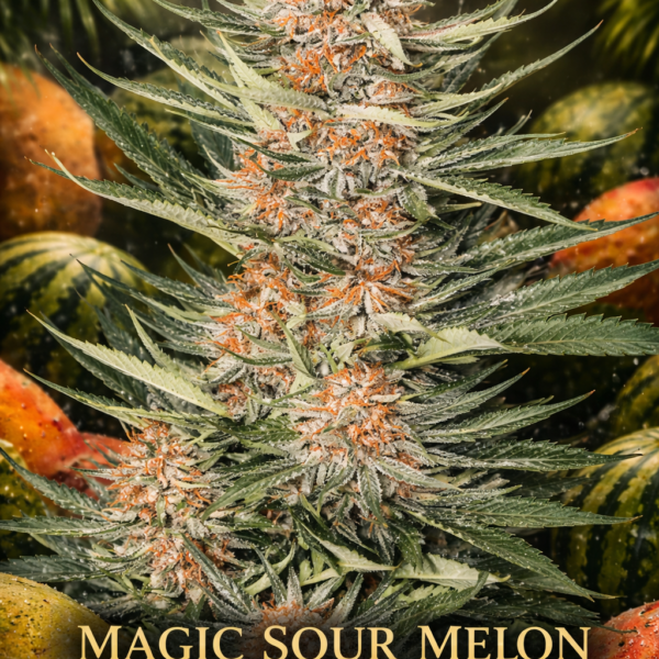 Magic sour melon autoflower