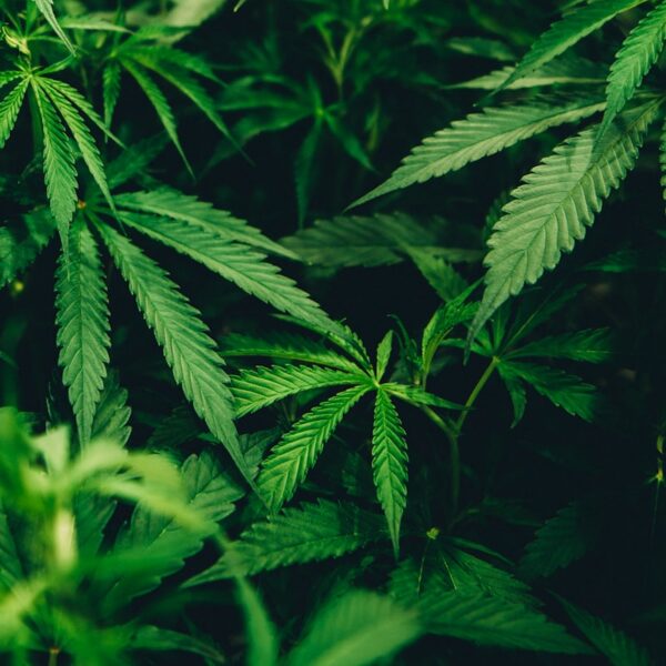 Amnesia Auto