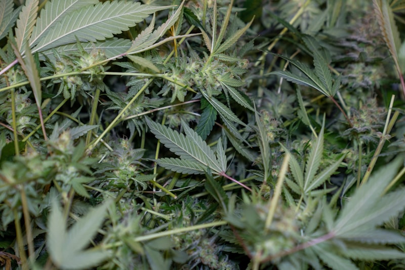 Frisian Skunk