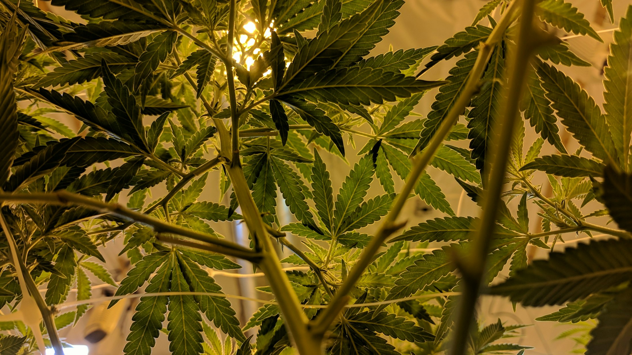 Cannabisplanten met bladeren