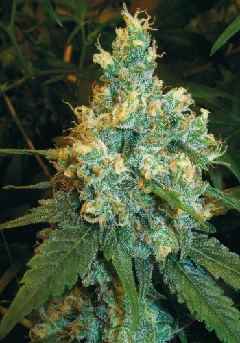 Jack herrer fastversion