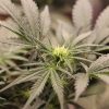 Polar Kush