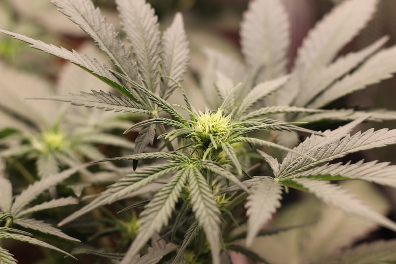 Polar Kush