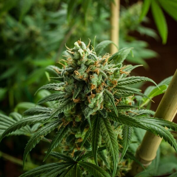 White Widow